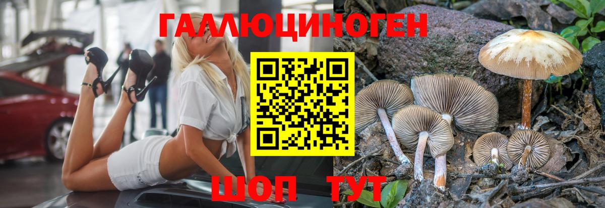 Галлюциногенные грибы Psilocybe  Вход с VPN  Кингисепп 